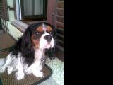 Cavalier-King-Charles-Spaniel "Cherry", 2014