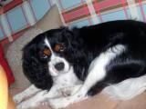 Cavalier-King-Charles-Spaniel "Lilli", 2014