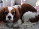 Cavalier-King-Charles-Spaniel "Laila" aus Kriestorf, 2014