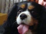 Cavalier-King-Charles-Spaniel "Camillo", 2015