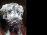 Zwergschnauzer "Wallace", 2016