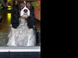 Cavalier-King-Charles-Spaniel "Louna" aus Karlsruhe, 2014