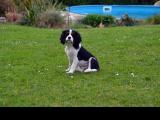 Cavalier-King-Charles-Spaniel "Maxi" aus Dingolfing, 2015