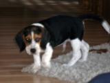 Beagle "Moritz", 2014