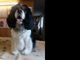 Cavalier-King-Charles-Spaniel "Louna" aus Karlsruhe, 2014