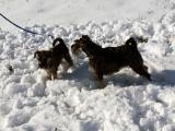 Zwergschnauzer "Amy" aus der Schweiz, 2016