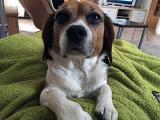 Baglier "Sammy" aus Moosburg, 2016