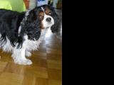 Cavalier-King-Charles-Spaniel "Louna" aus Karlsruhe, 2014