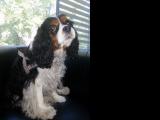 Cavalier-King-Charles-Spaniel "Louna" aus Karlsruhe, 2014