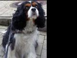 Cavalier-King-Charles-Spaniel "Louna" aus Karlsruhe, 2014