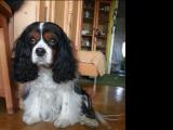 Cavalier-King-Charles-Spaniel "Louna" aus Karlsruhe, 2014