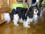 Cavalier-King-Charles-Spaniel "Louna" aus Karlsruhe, 2014