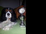 Cavalier-King-Charles-Spaniel "Louna" aus Karlsruhe, 2014