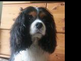 Cavalier-King-Charles-Spaniel "Louna" aus Karlsruhe, 2014