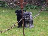 Zwergschnauzer "Vito" aus der Schweiz, 2016