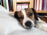 Cavavlier-Jack-Russel "Leopold" aus Kempten, 2015