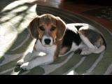 Beagle "Mira" aus Holzkirchen, 2014