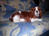 Cavalier-King-Charles-Spaniel "Laila" aus Kriestorf, 2014