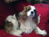 Cavalier-King-Charles-Spaniel "Grace", 2014