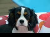 Cavalier-King-Charles-Spaniel "Maxi" aus Dingolfing, 2015