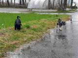 Zwergschnauzer "Vito und Aron" aus der Schweiz, 2016