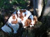 Cavalier King Charles "Alice" aus Hamburg, 2016