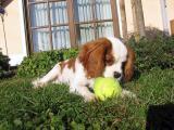 Cavalier-King-Charles-Spaniel "Sira" aus Kirchweidach, 2014