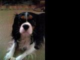 Cavalier-King-Charles-Spaniel "Cherry", 2014