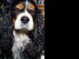 Cavalier-King-Charles-Spaniel "Camillo", 2015