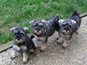 Zwergschnauzer