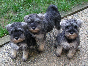 Zwergschnauzer