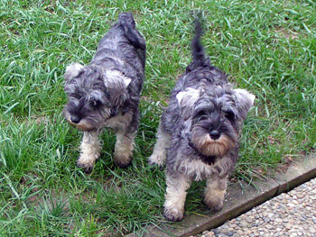 Zwergschnauzer